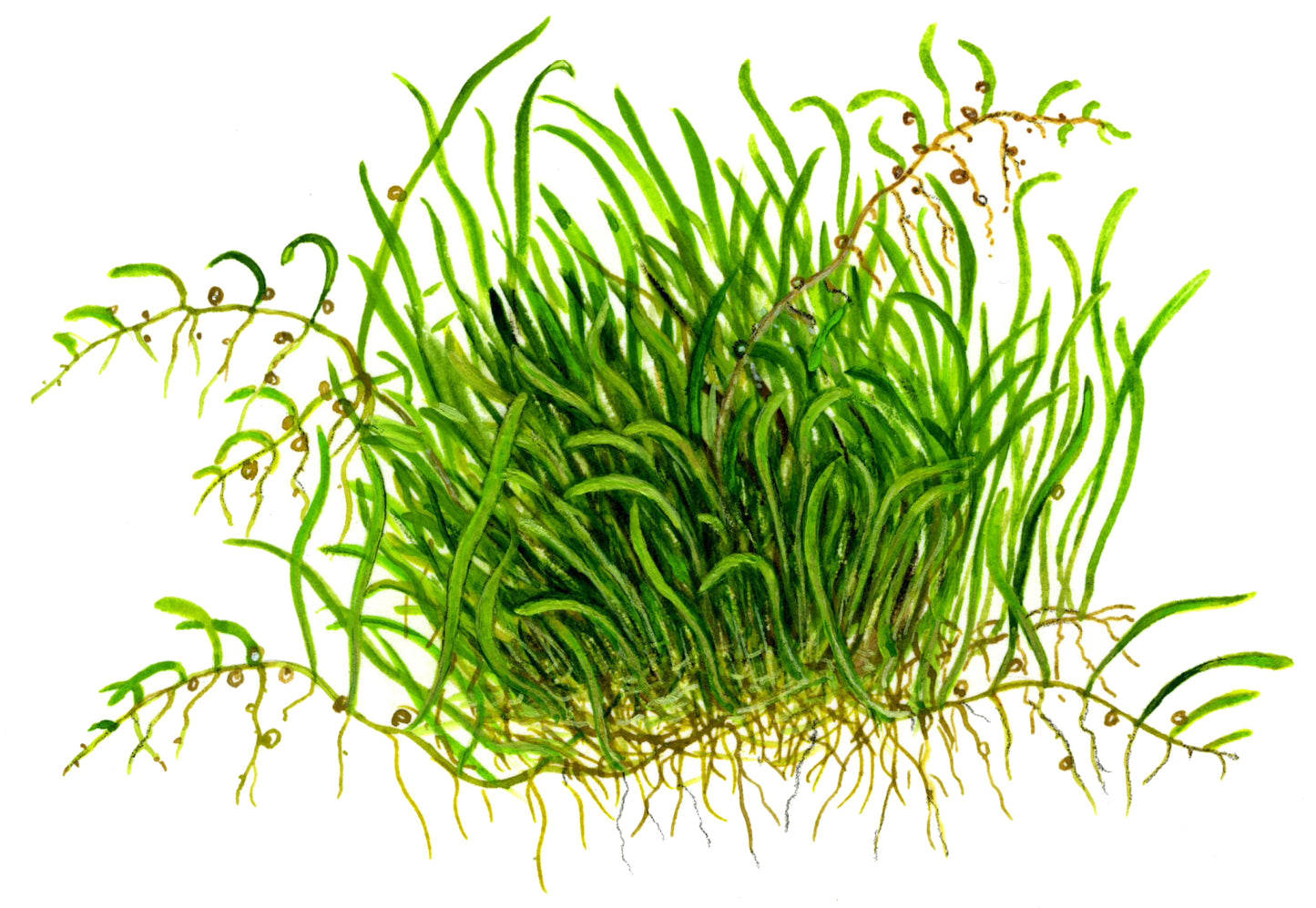Tropica 1-2-Grow Utricularia graminifolia