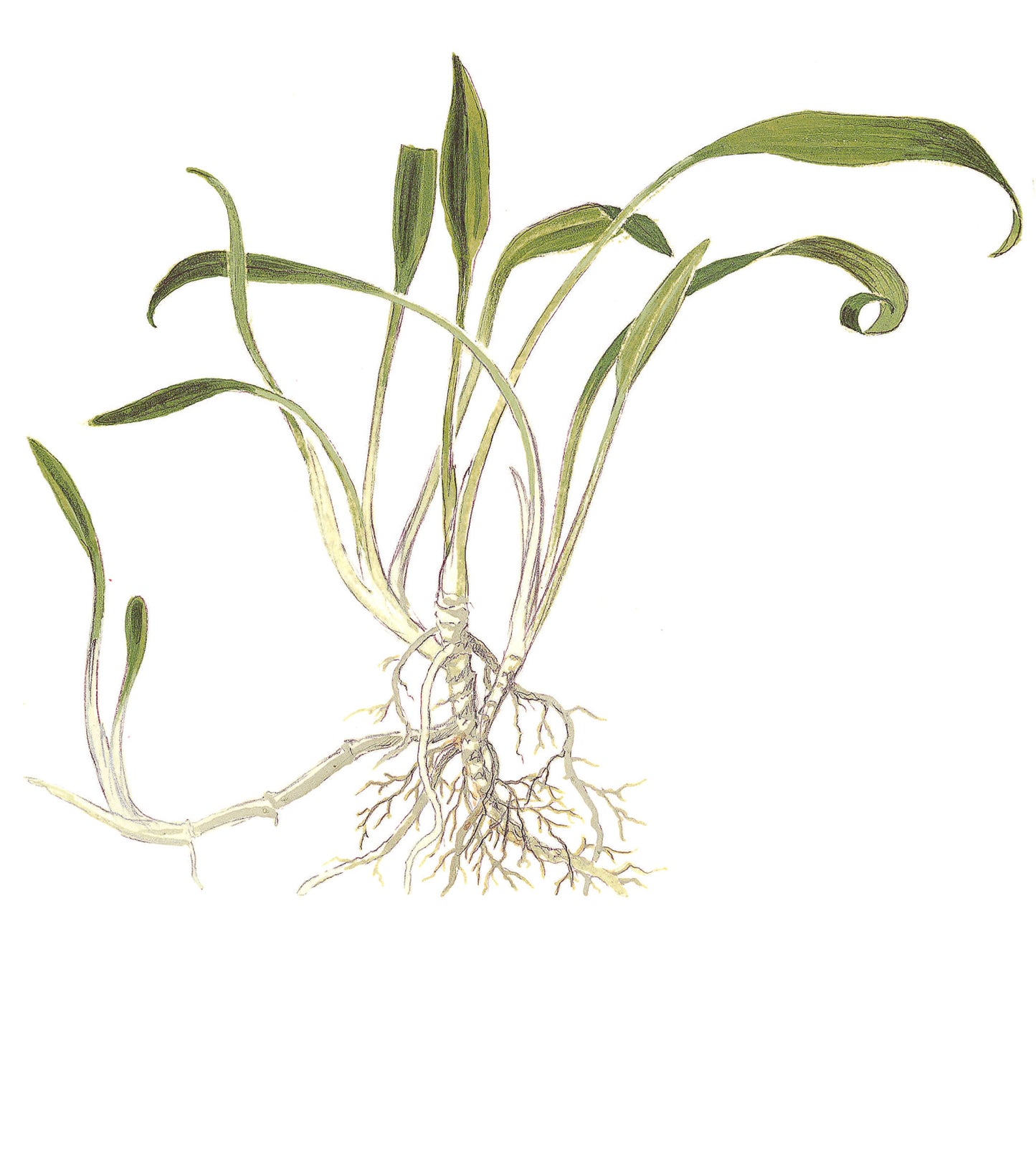 Tropica 1-2-Grow Cryptocoryne parva