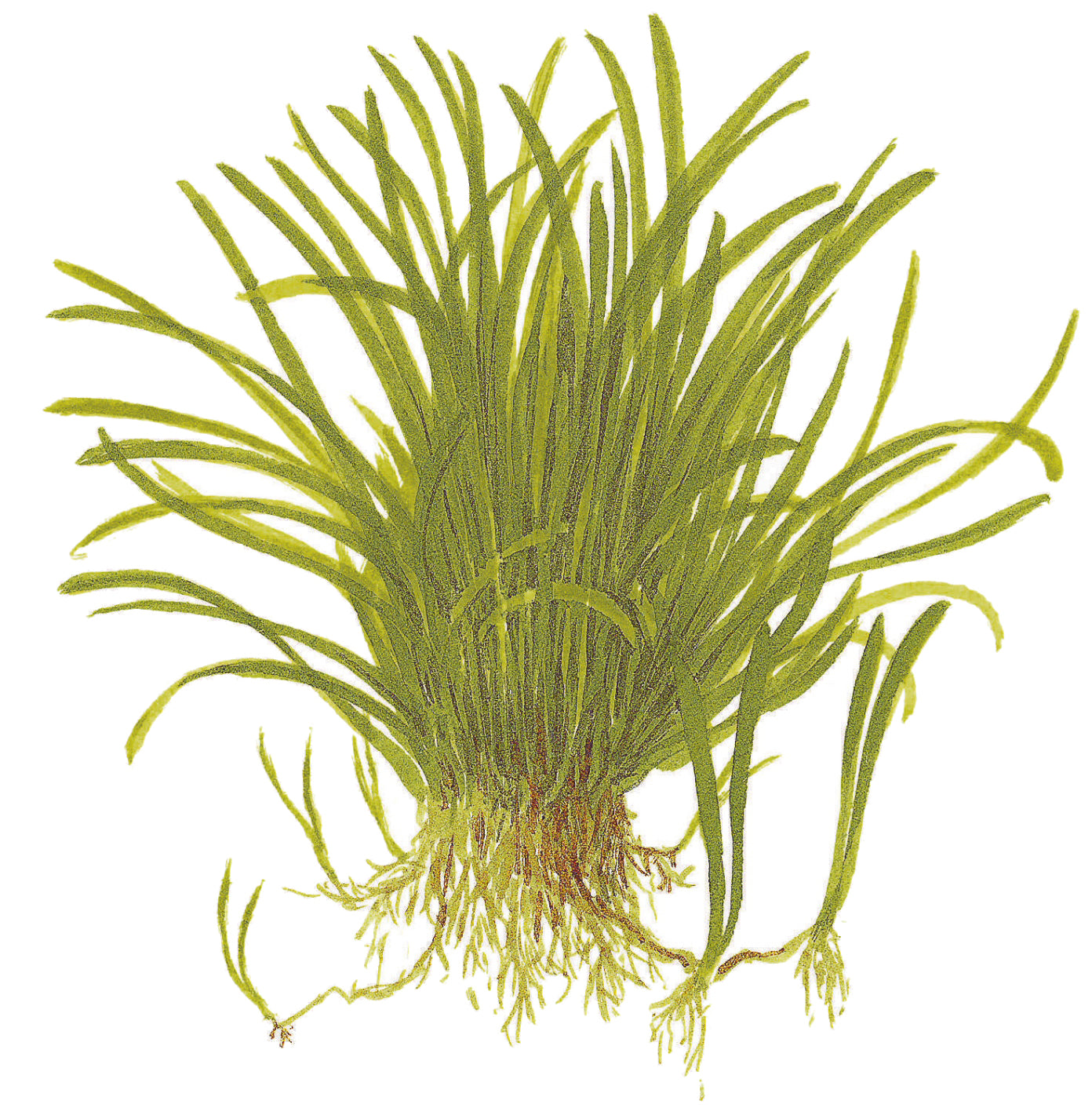 Tropica 1-2-Grow Lilaeopsis brasiliensis