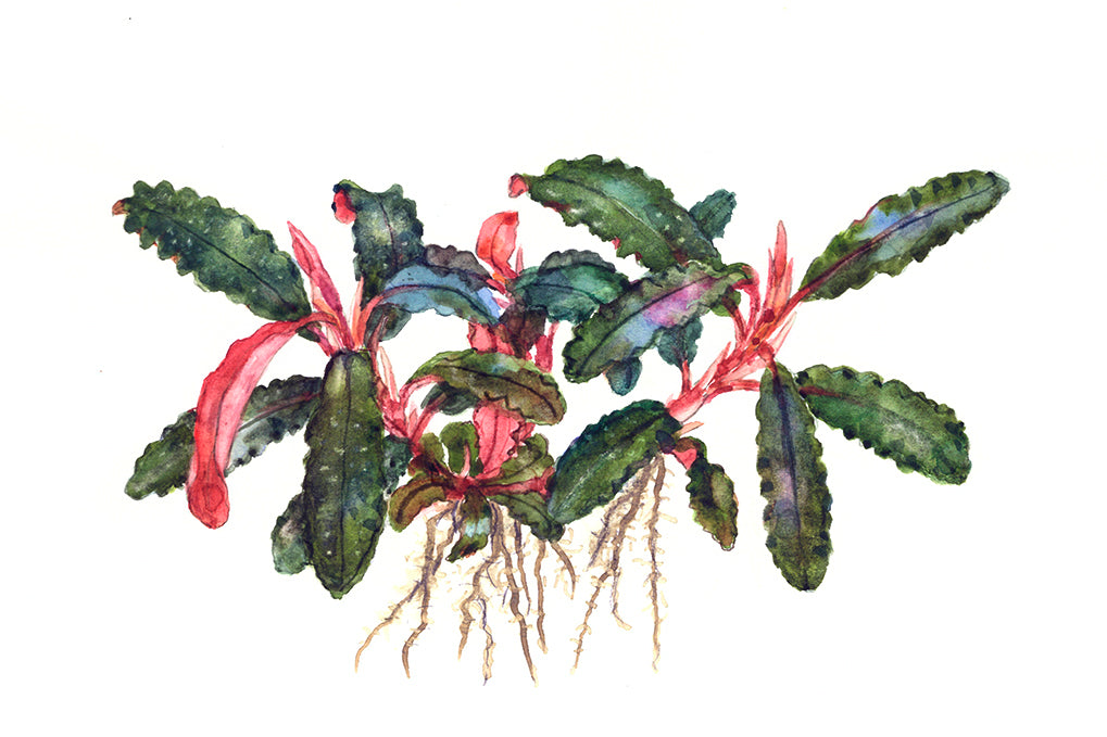 Tropica 1-2-Grow Bucephalandra 'Kedagang'