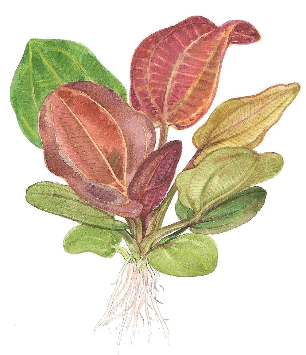 Tropica 1-2-Grow Echinodorus 'Reni'
