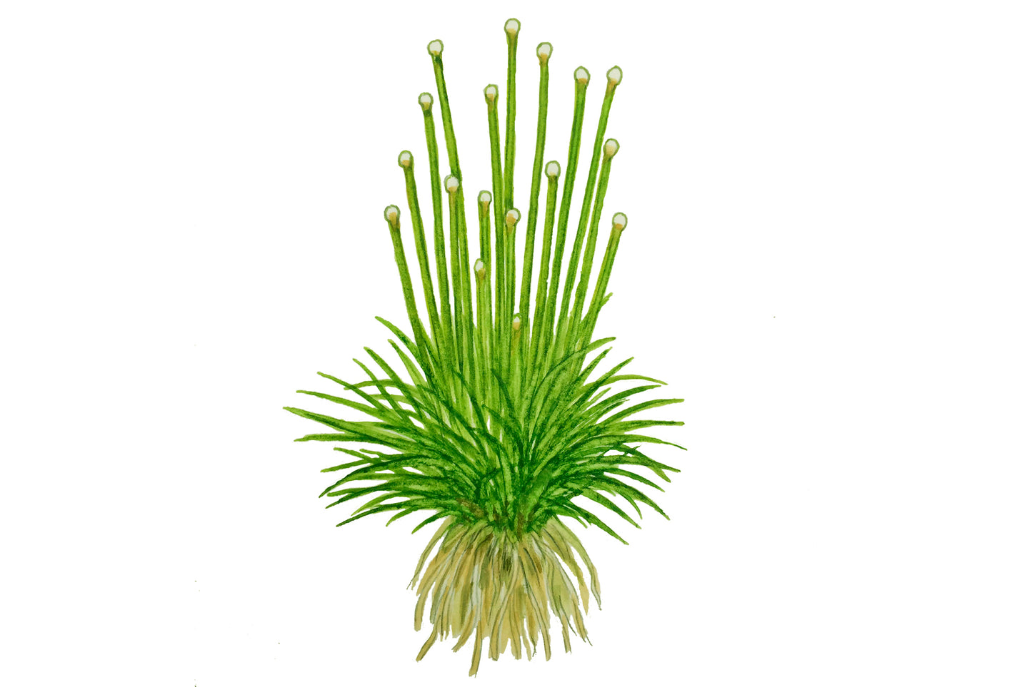 Tropica 1-2-Grow Eriocaulon cinereum