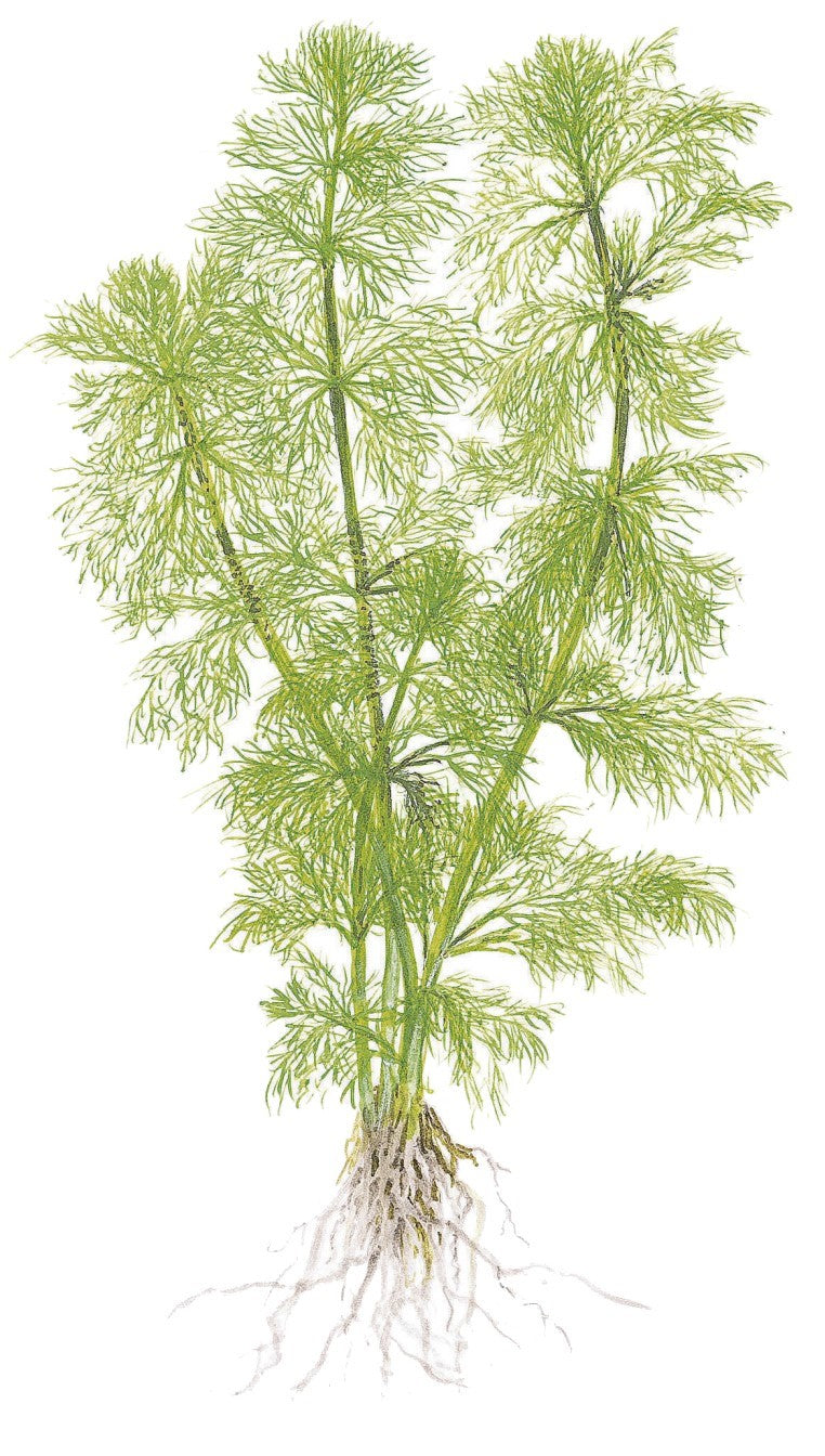 Tropica 1-2-Grow Limnophila aquatica
