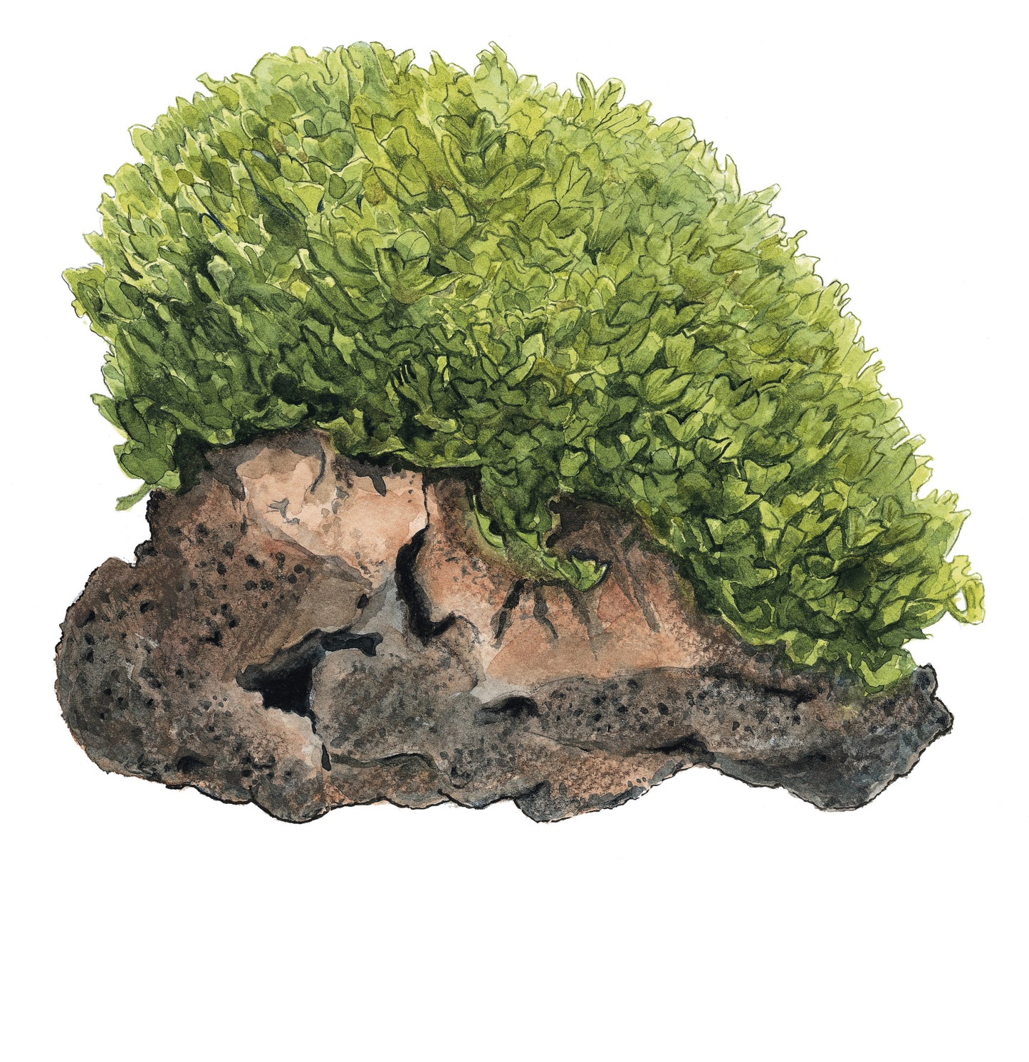Tropica 1-2-Grow Monosolenium tenerum