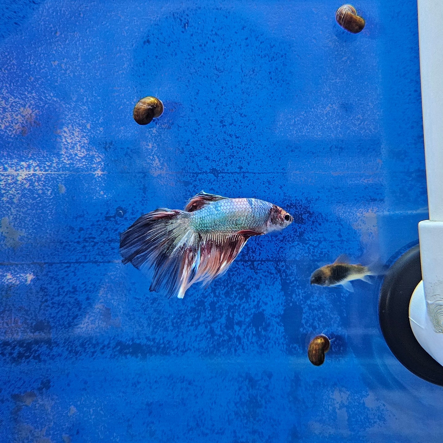 Betta Half Moon Giant 'Funky'