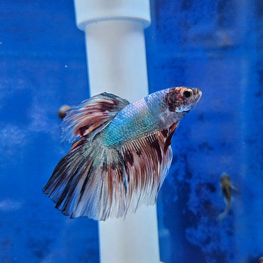 Betta Half Moon Giant 'Funky'