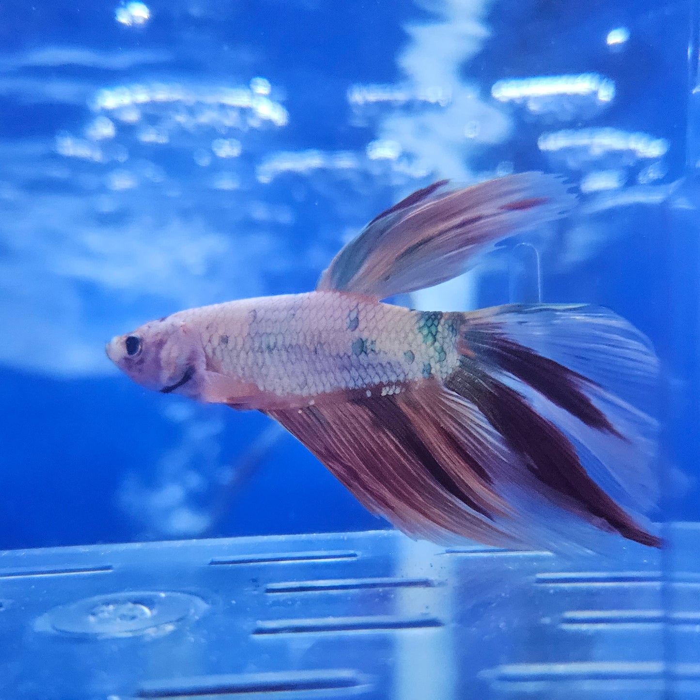 Betta Half Moon Giant 'Berg'