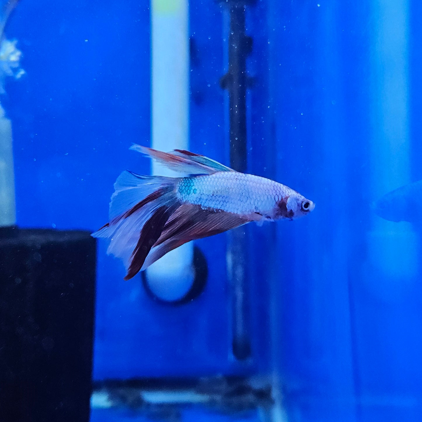 Betta Half Moon Giant 'Berg'