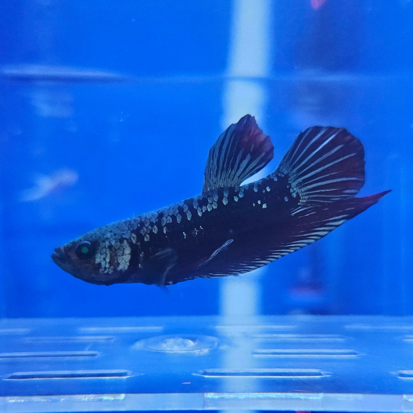 Betta Hulk Avatar Glo 'Bruce'