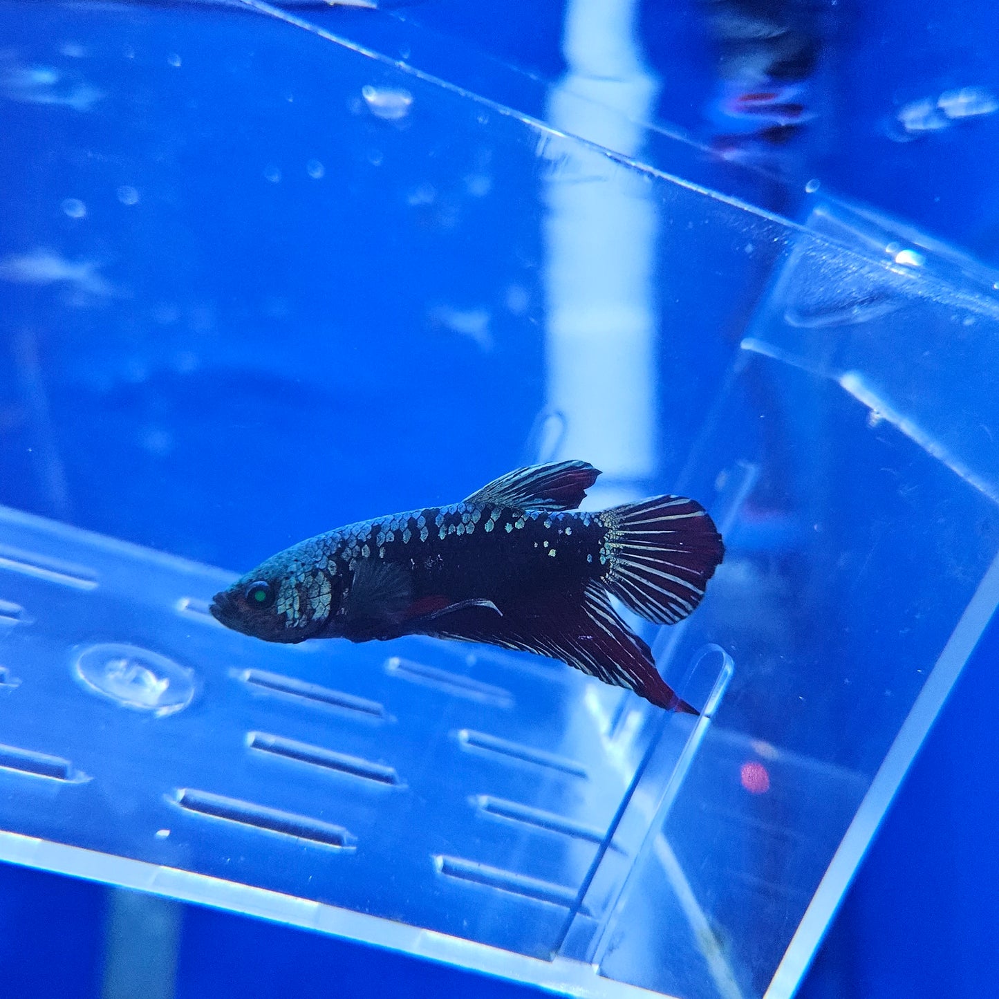 Betta Hulk Avatar Glo 'Bruce'