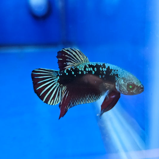 Betta Hulk Avatar Glo 'Bruce'