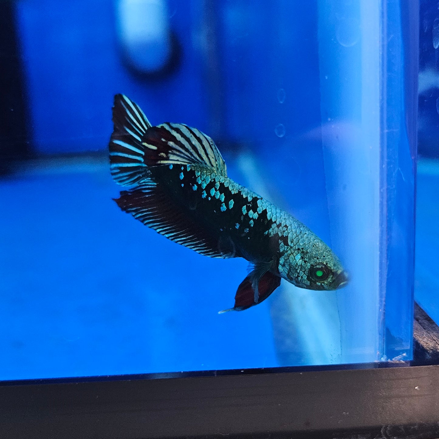 Betta Hulk Avatar Glo 'Bruce'