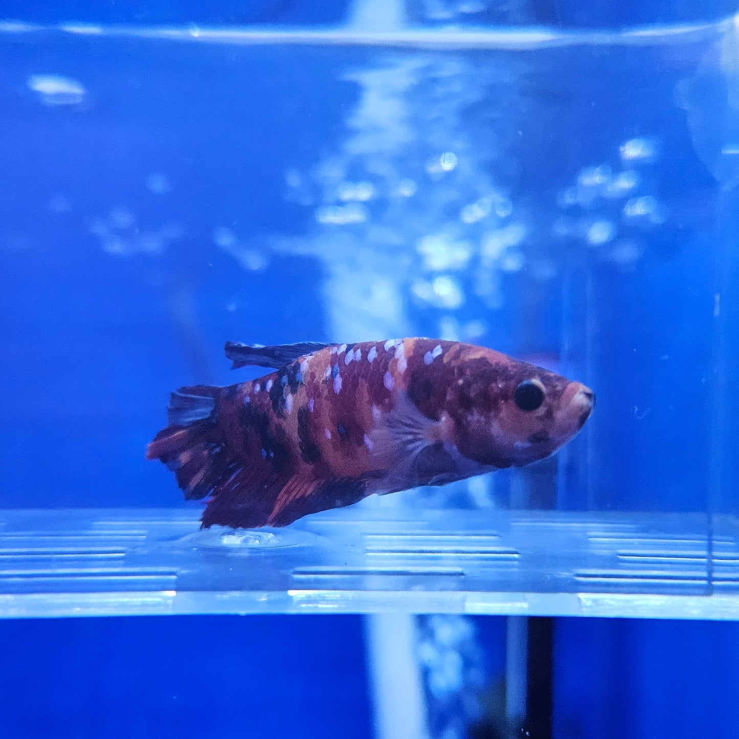 Betta Plakat Koi Giant 'Maurice'