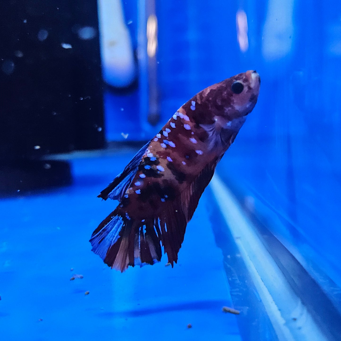 Betta Plakat Koi Giant 'Maurice'