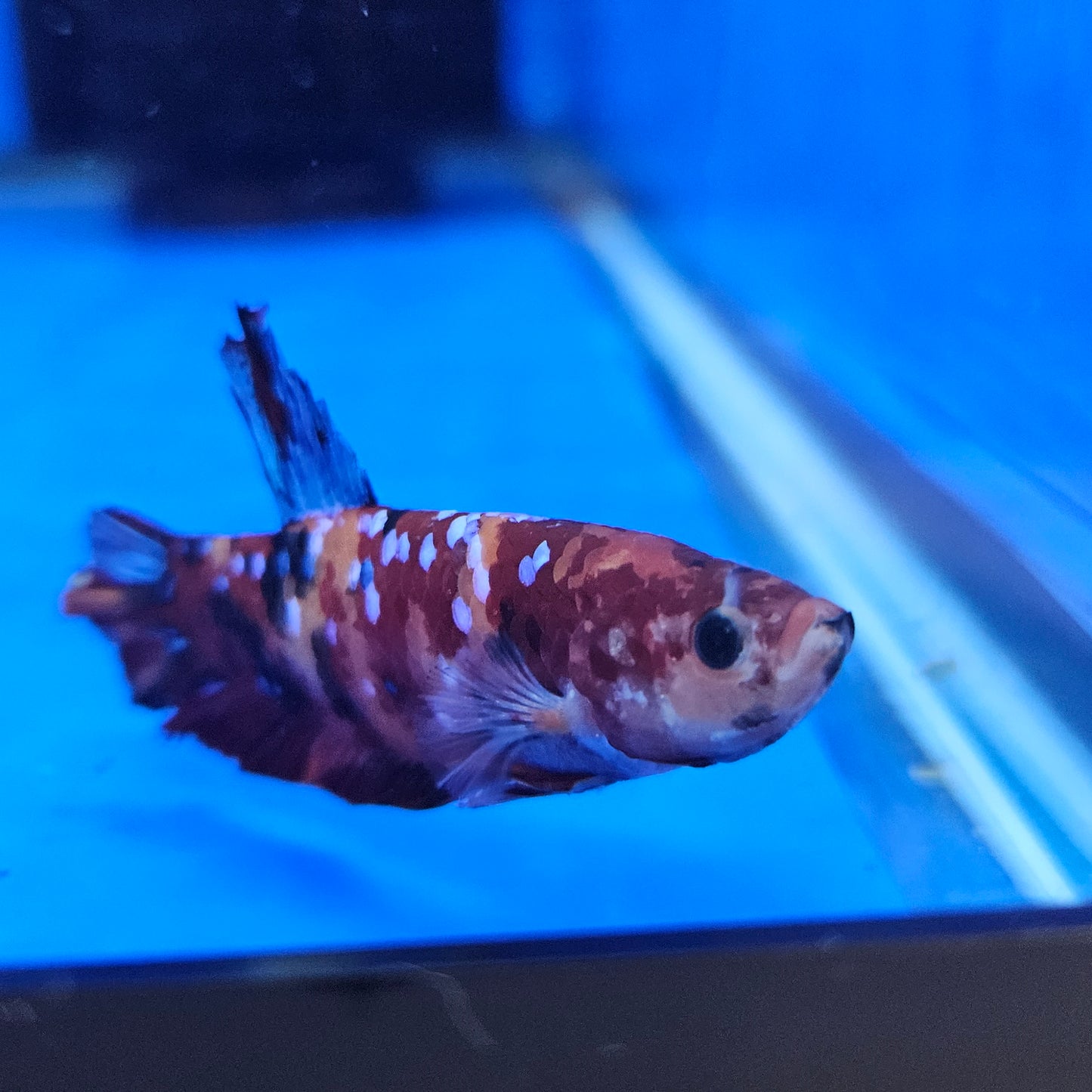 Betta Plakat Koi Giant 'Maurice'