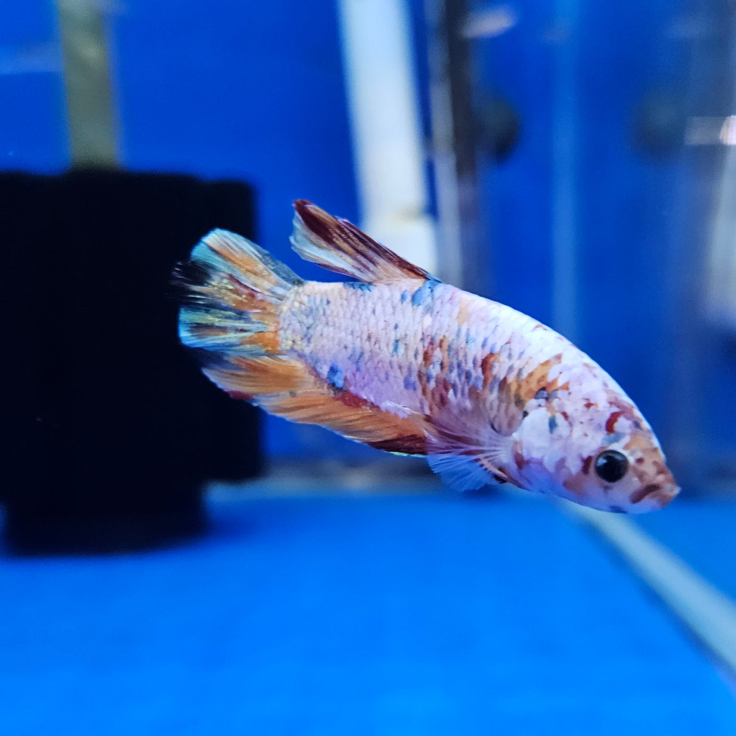 Betta Plakat Koi Giant 'Jean-Talon'