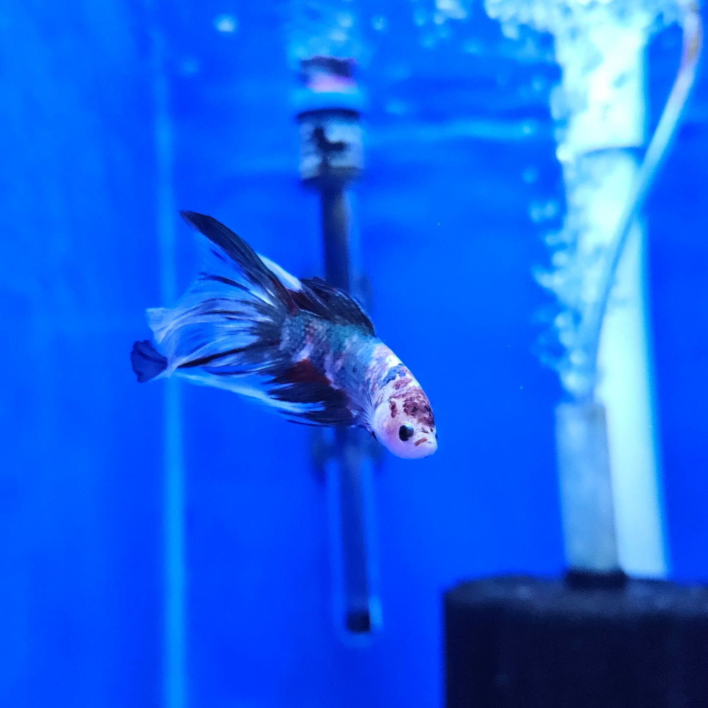 Betta Half Moon Giant 'Azure'