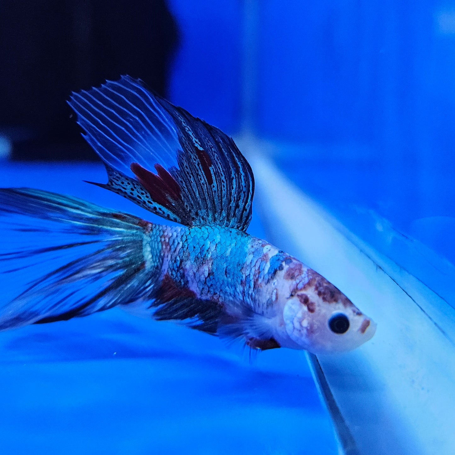 Betta Half Moon Giant 'Azure'