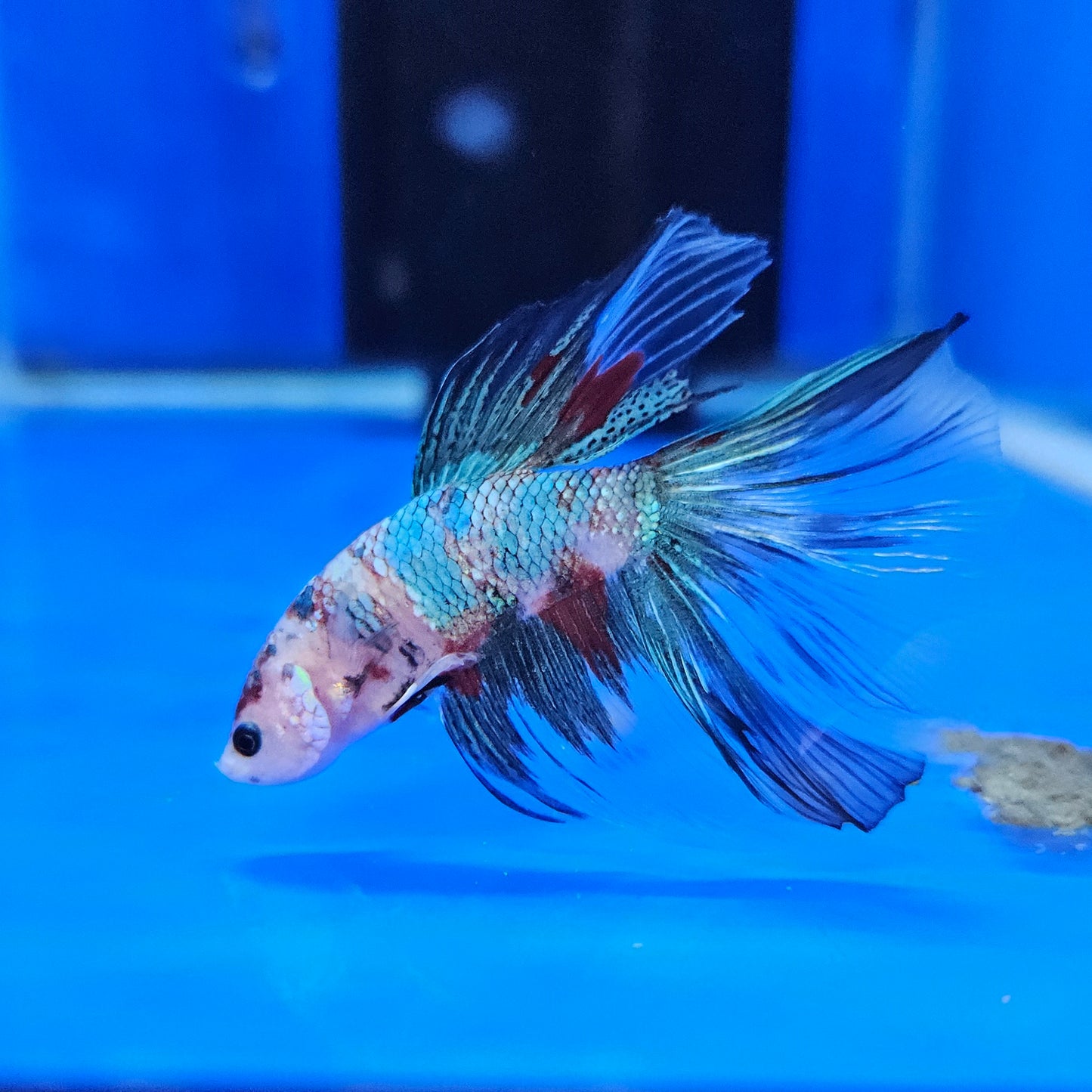 Betta Half Moon Giant 'Azure'