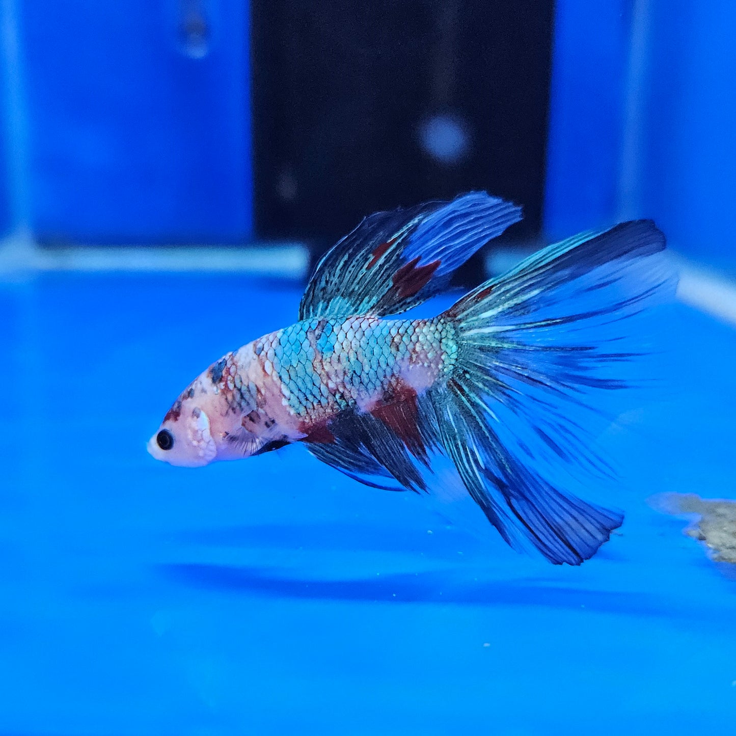 Betta Half Moon Giant 'Azure'