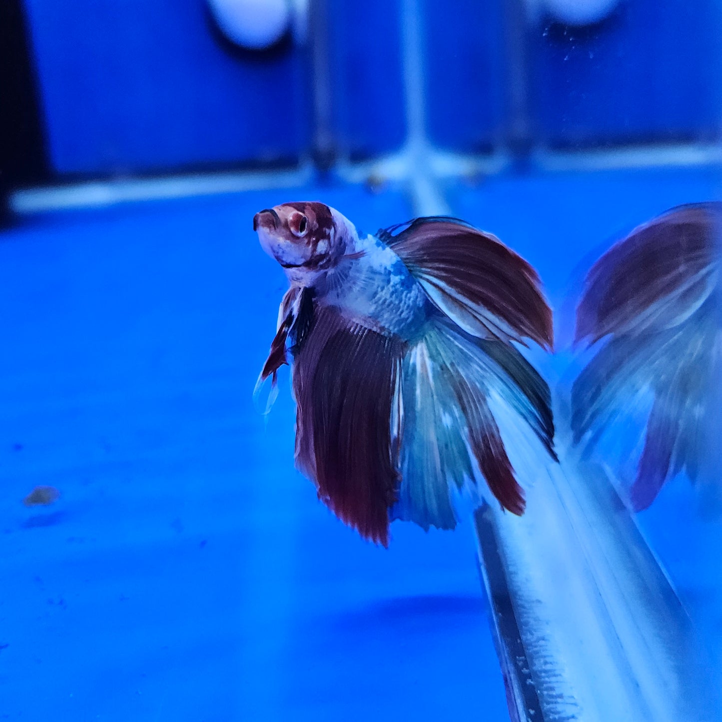 Betta Half Moon Giant 'La Croute'