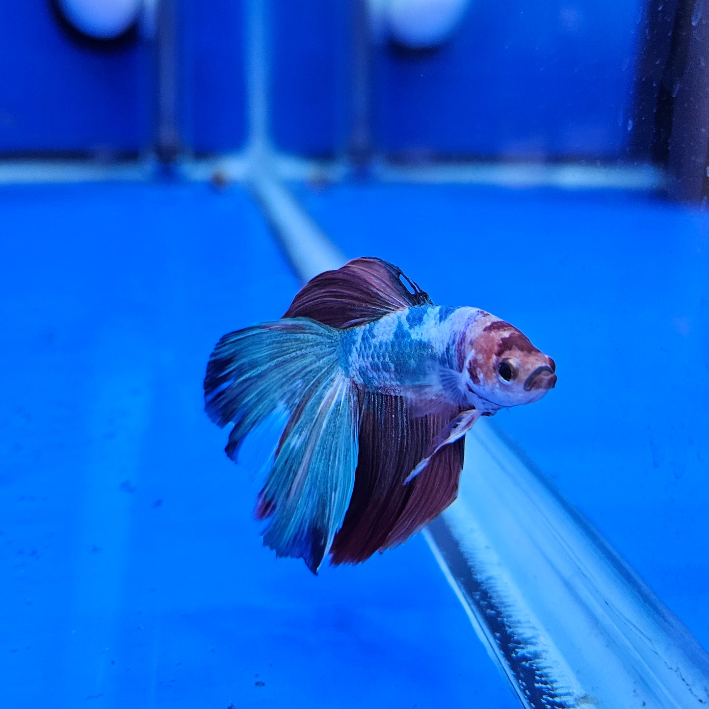 Betta Half Moon Giant 'La Croute'