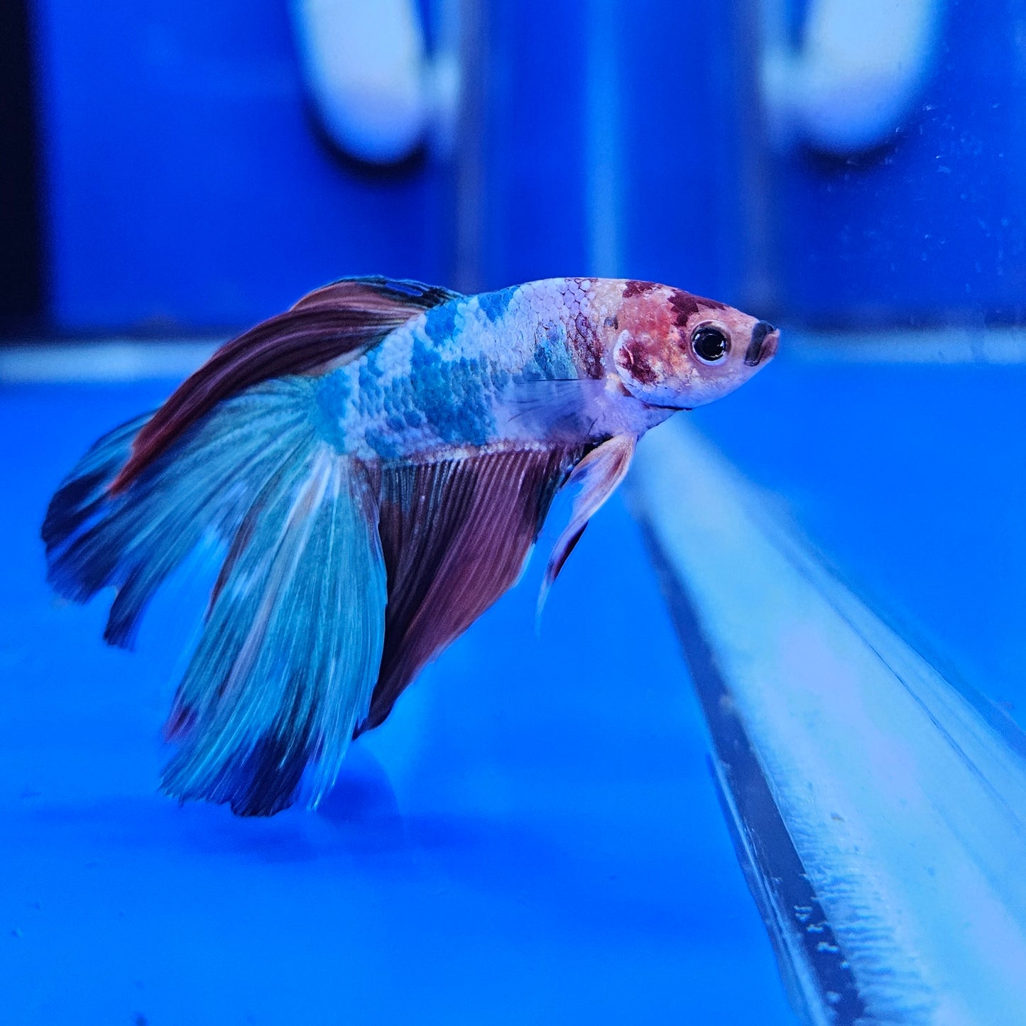 Betta Half Moon Giant 'La Croute'