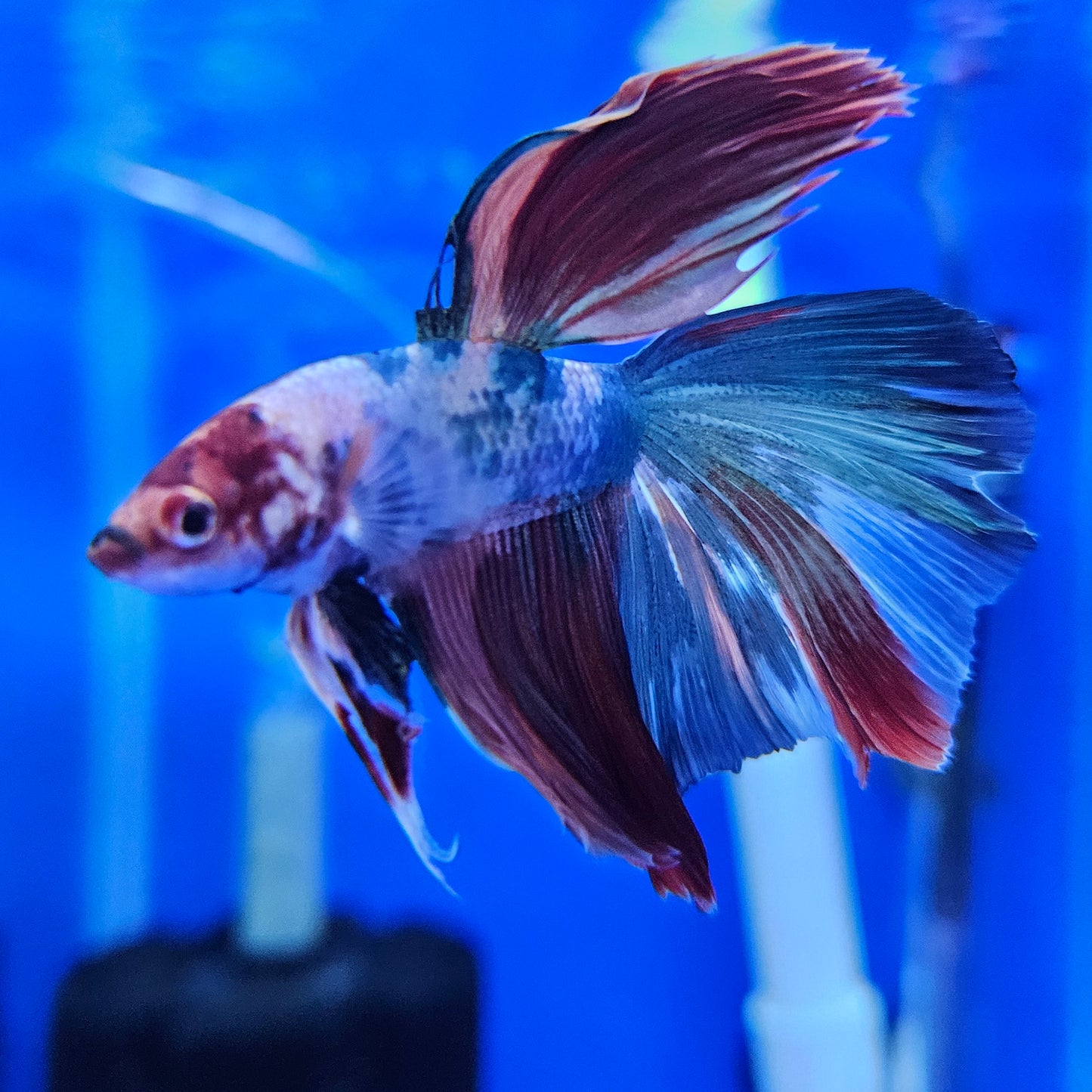 Betta Half Moon Giant 'La Croute'