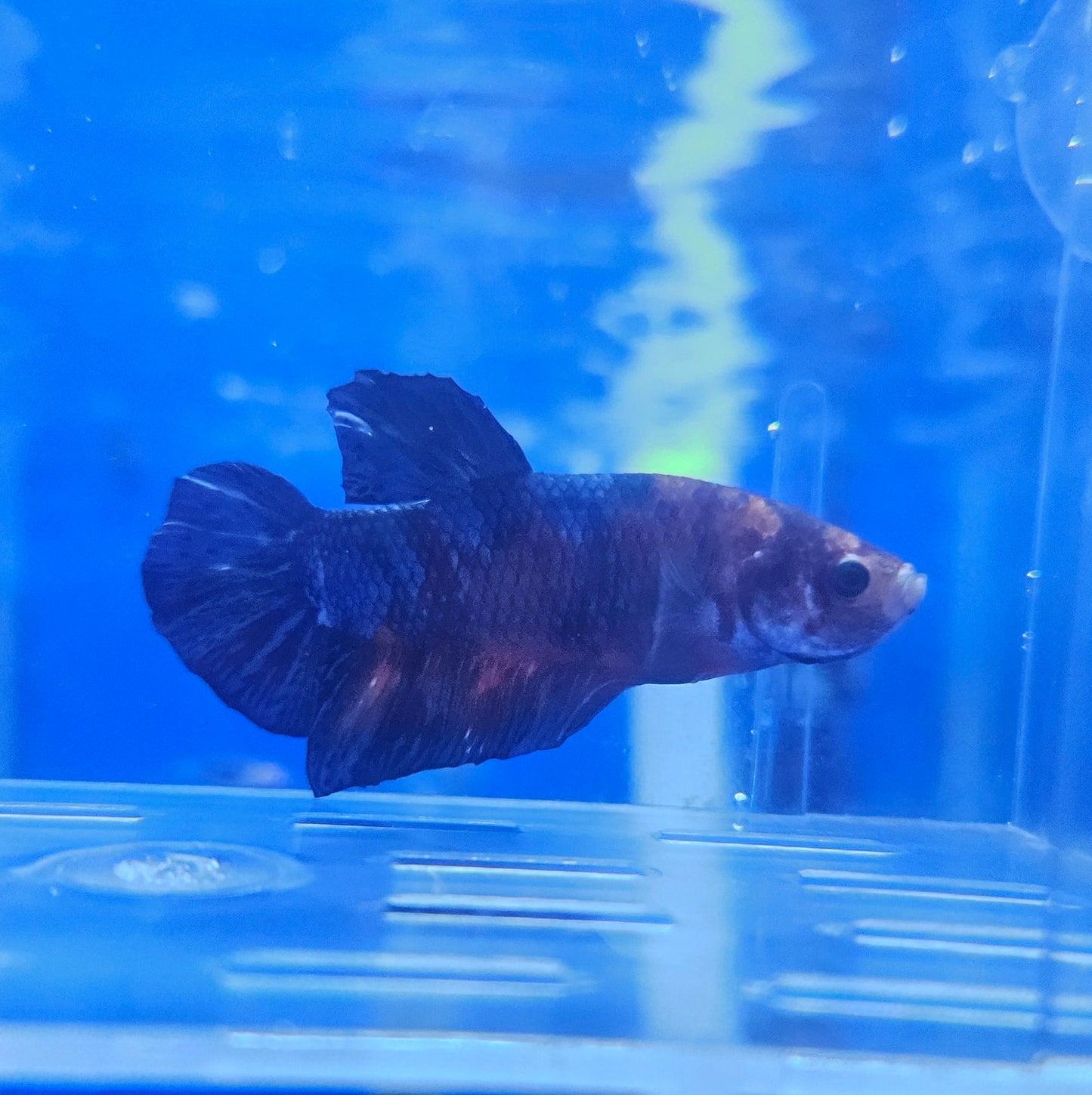 Betta Plakat Koi Giant 'Alfred'