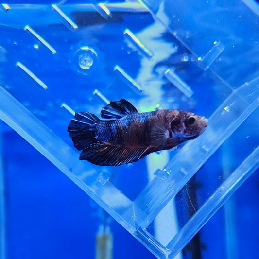 Betta Plakat Koi Giant 'Alfred'