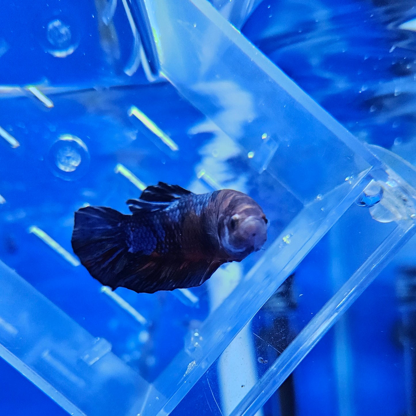 Betta Plakat Koi Giant 'Alfred'