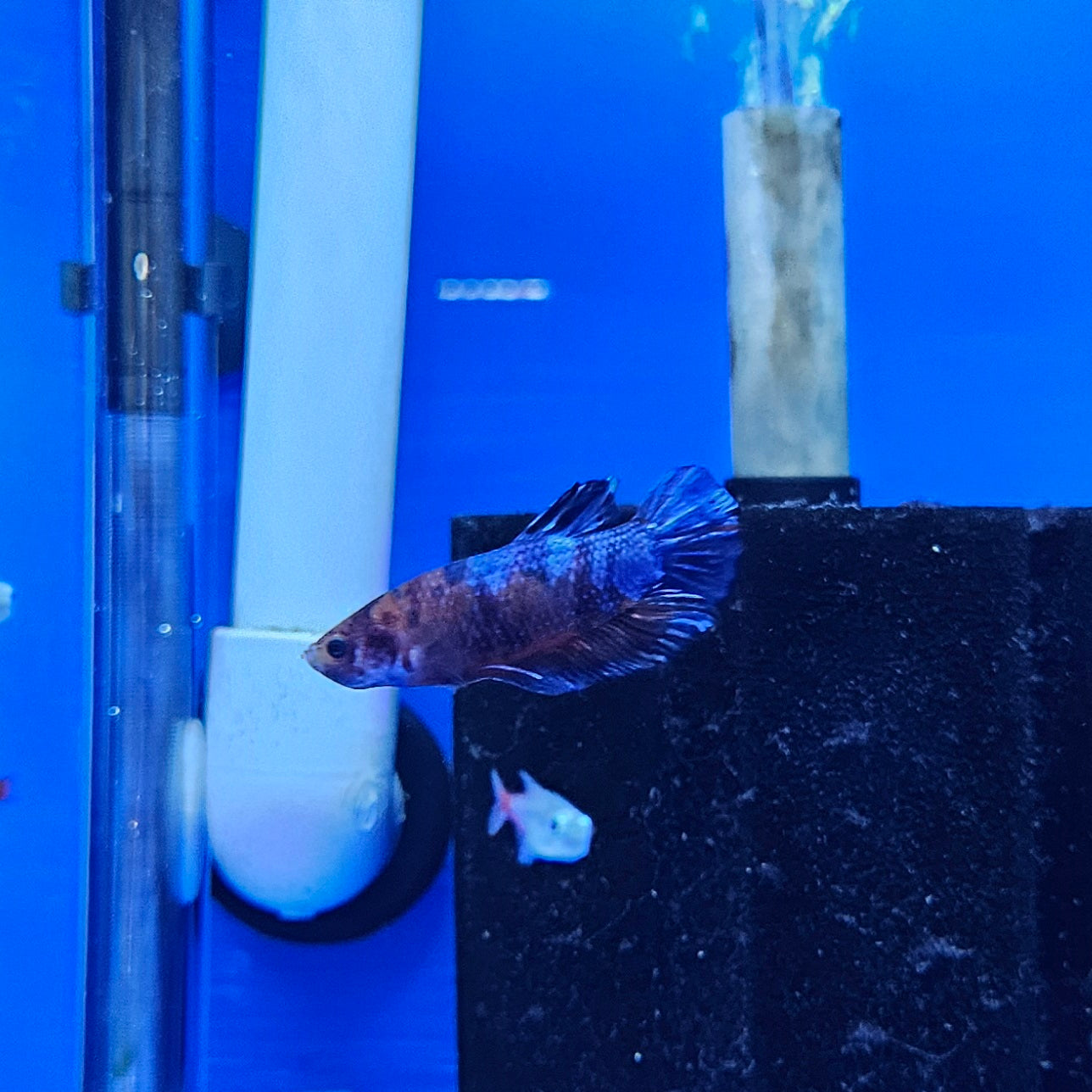 Betta Plakat Koi Giant 'Alfred'