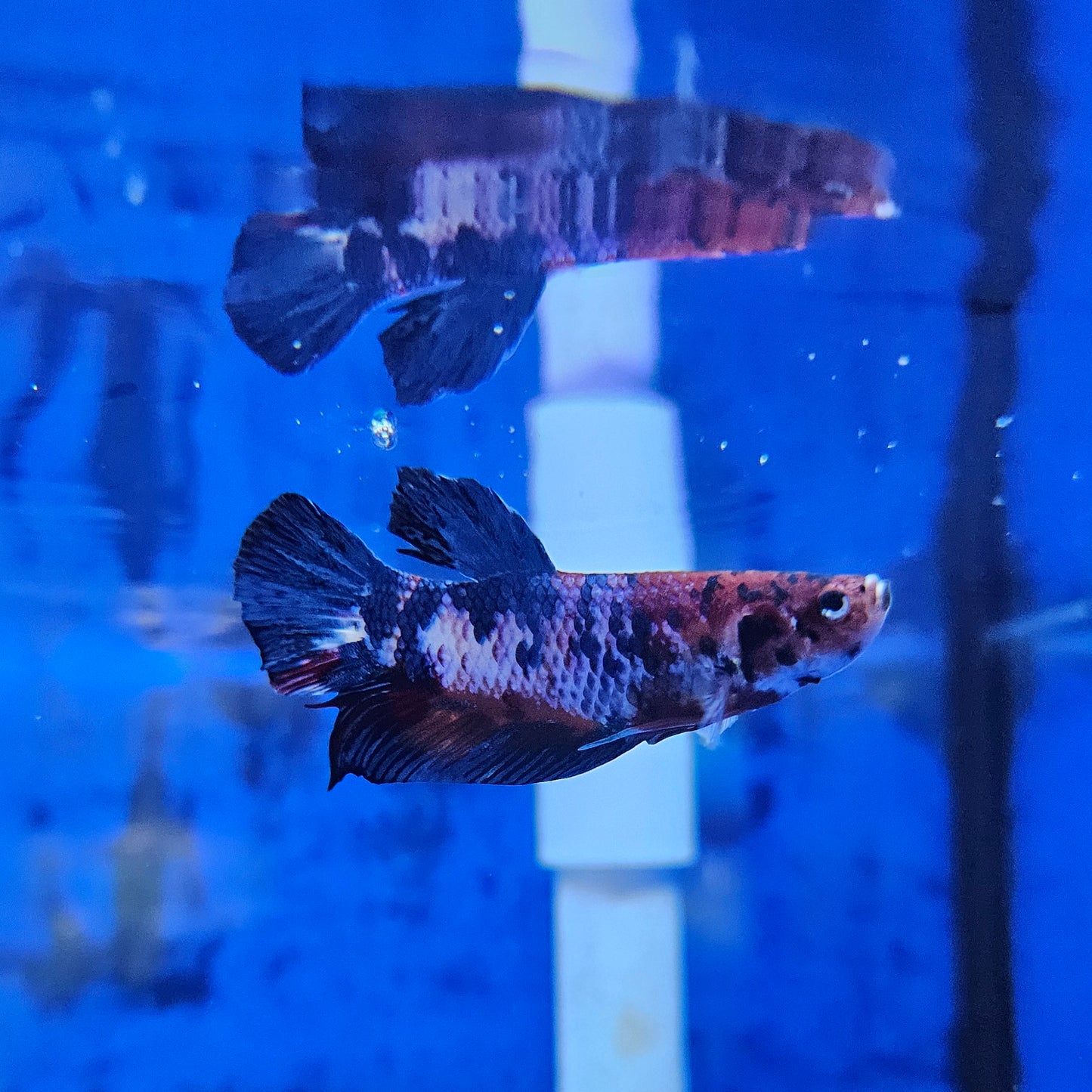 Betta Plakat Koi Giant 'Welch'