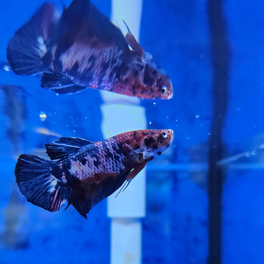 Betta Plakat Koi Giant 'Welch'