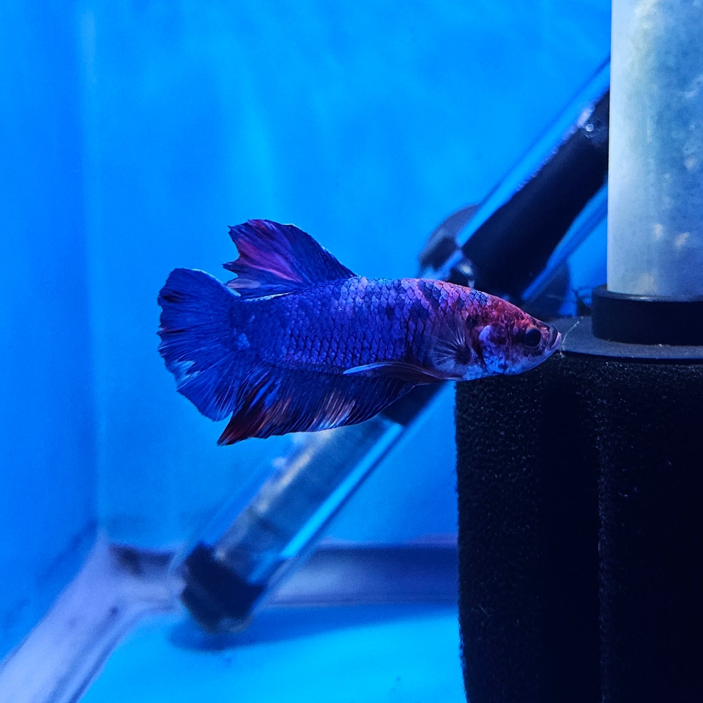 Betta Plakat Koi Giant 'Bibip'