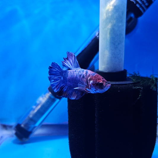 Betta Plakat Koi Giant 'Bibip'