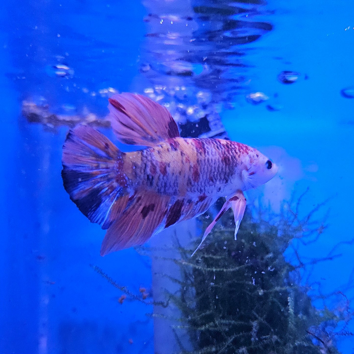 Betta Plakat Koi Giant 'Croum'