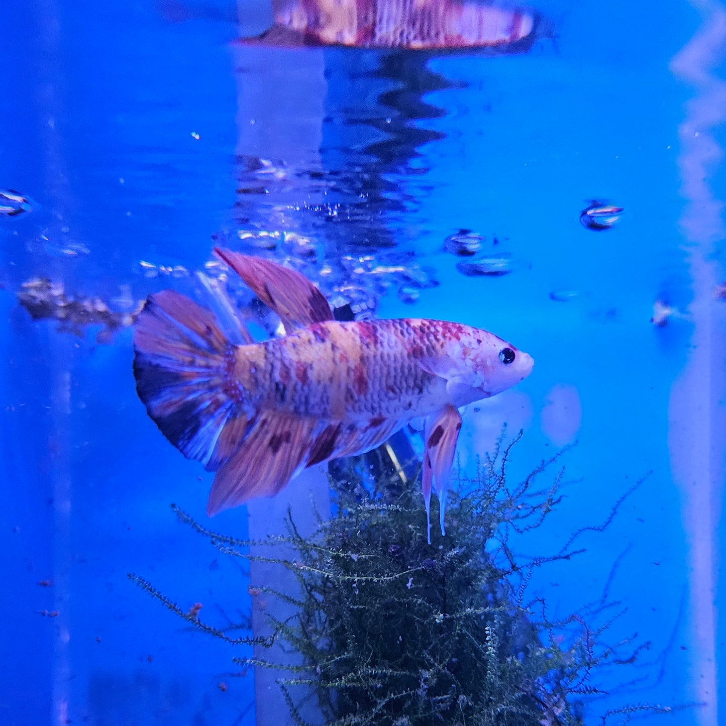 Betta Plakat Koi Giant 'Croum'