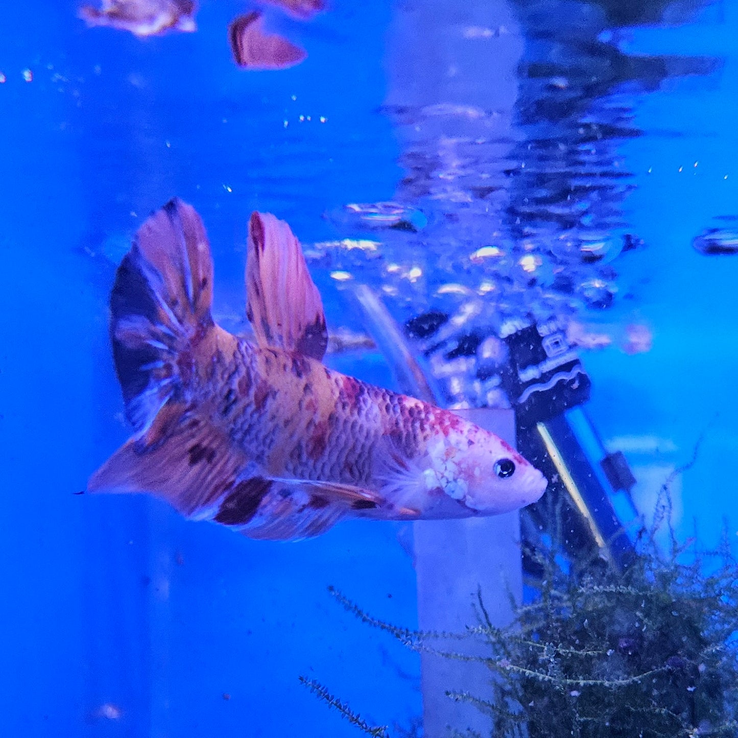 Betta Plakat Koi Giant 'Croum'