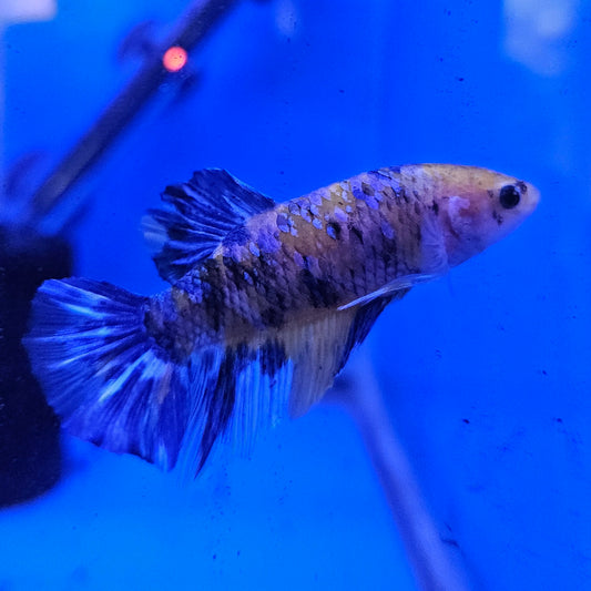 Betta Plakat Koi Giant 'Lionel'