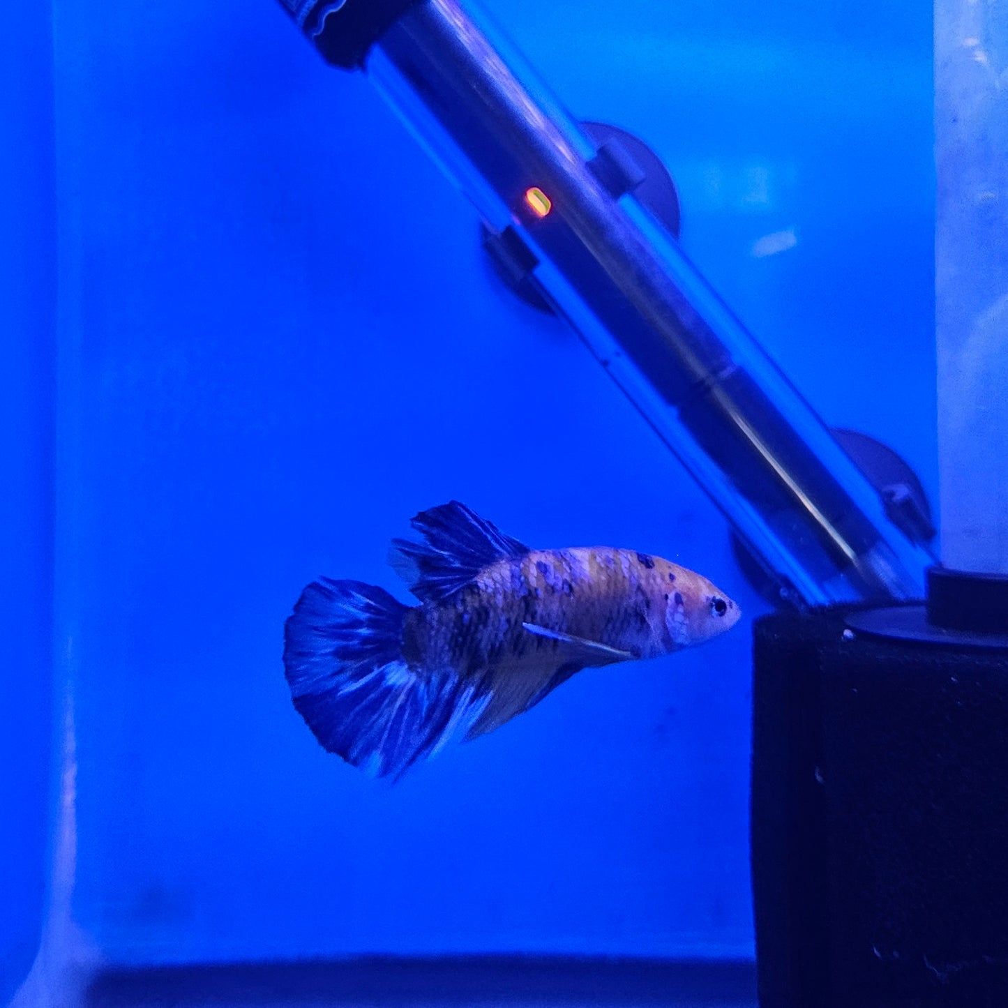 Betta Plakat Koi Giant 'Lionel'