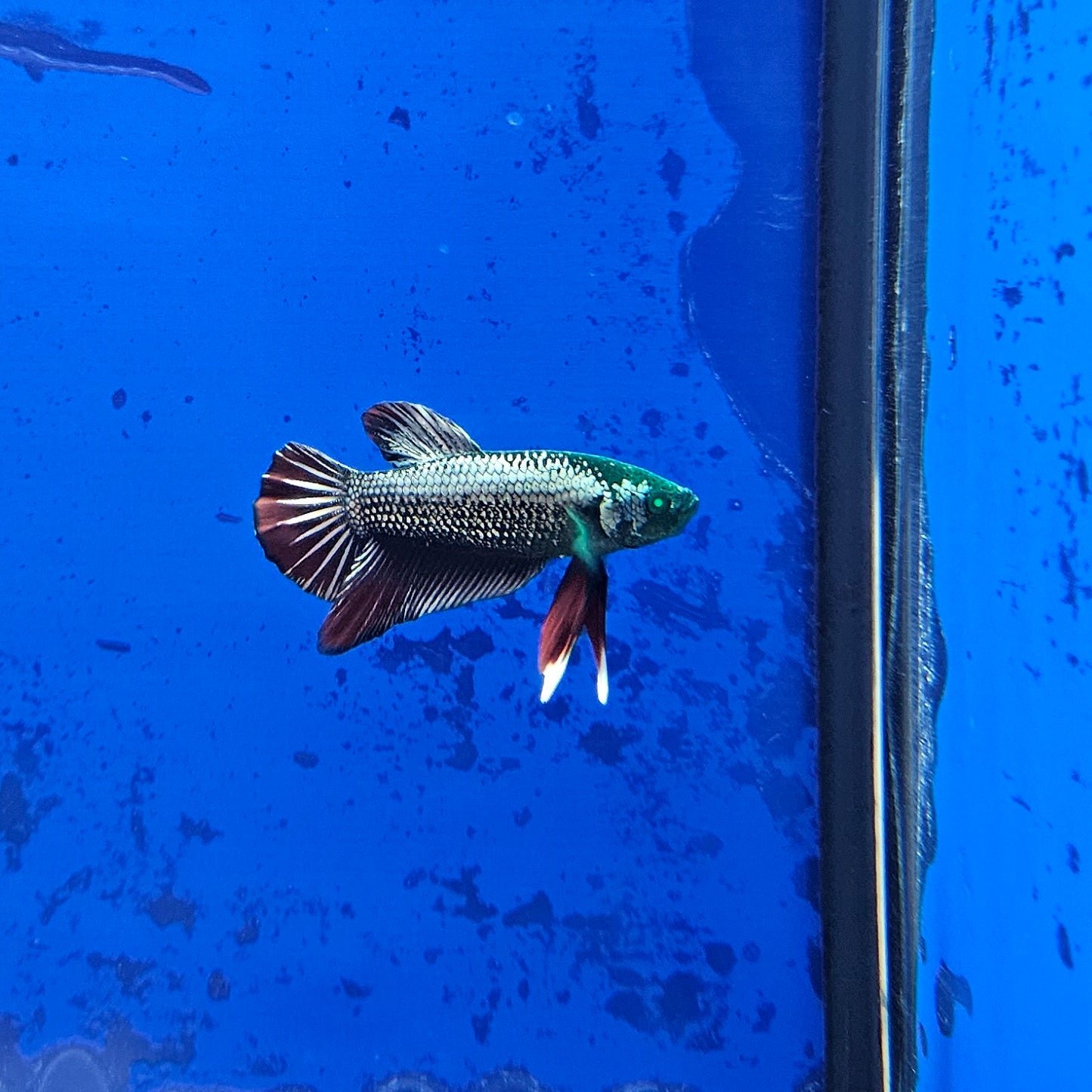 Betta Hulk Avatar Glo 'James Cameron'