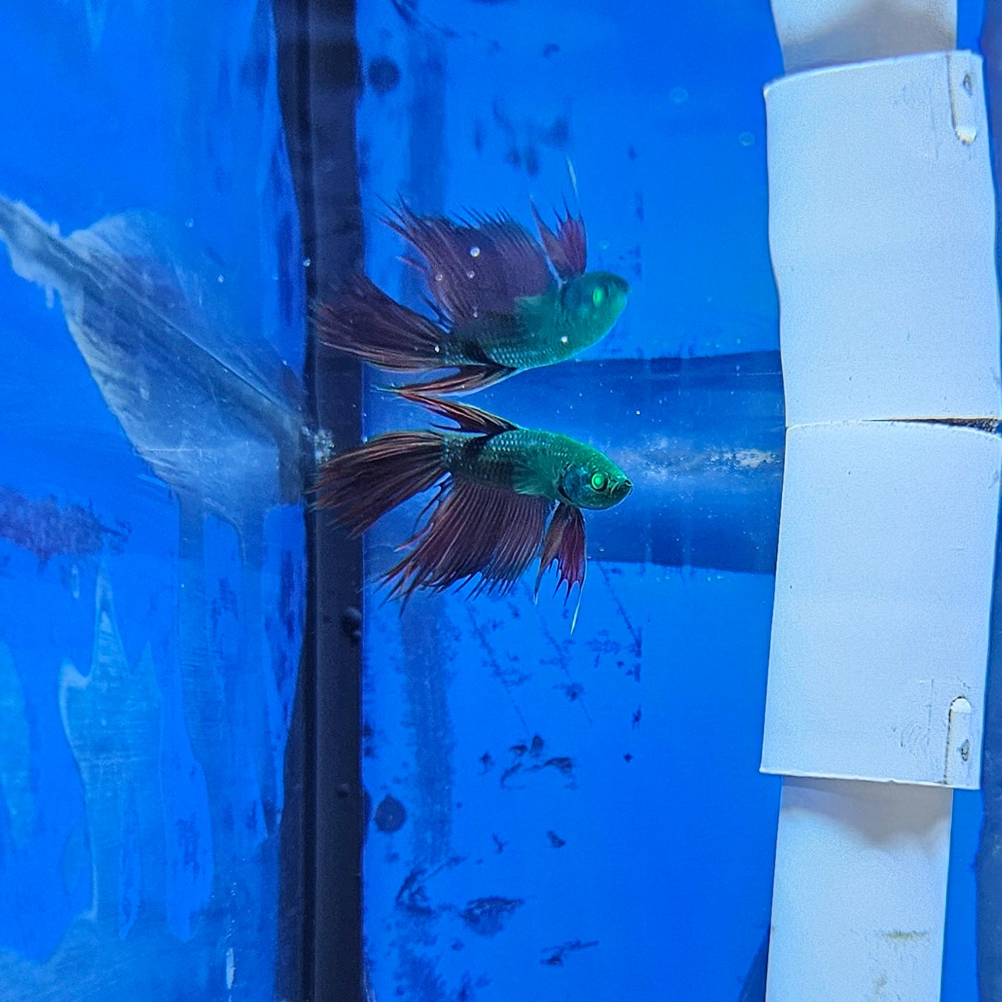 Betta Crowntail Glo 'Arthur'