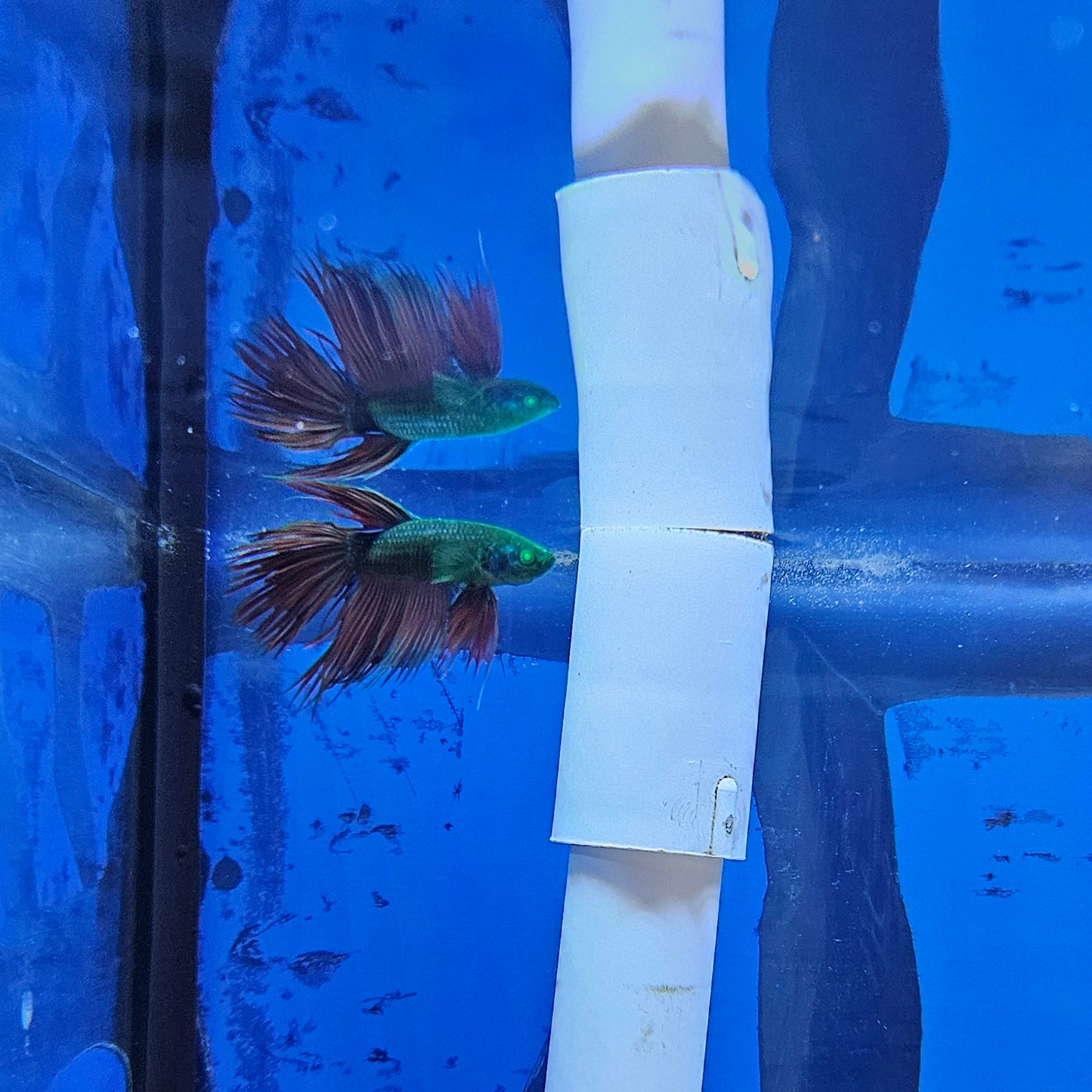 Betta Crowntail Glo 'Arthur'