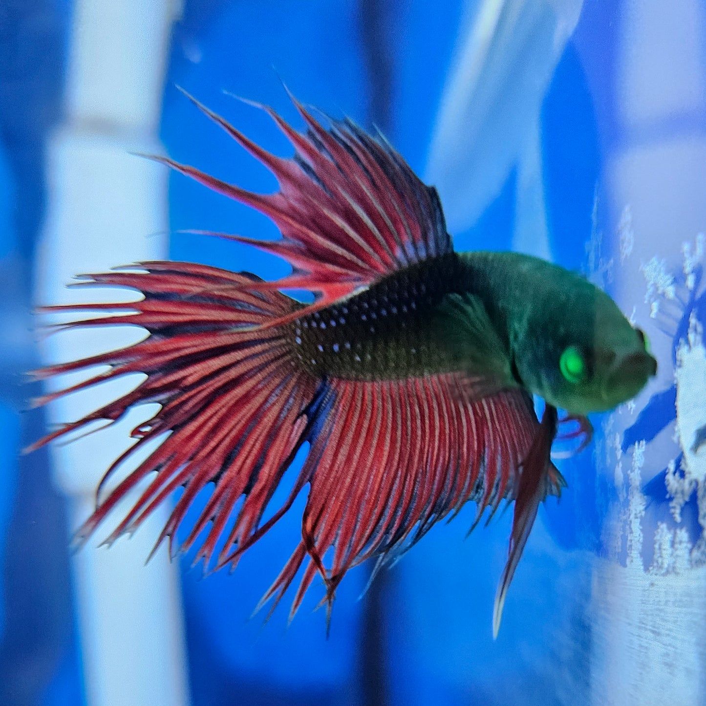 Betta Crowntail Glo 'Arthur'