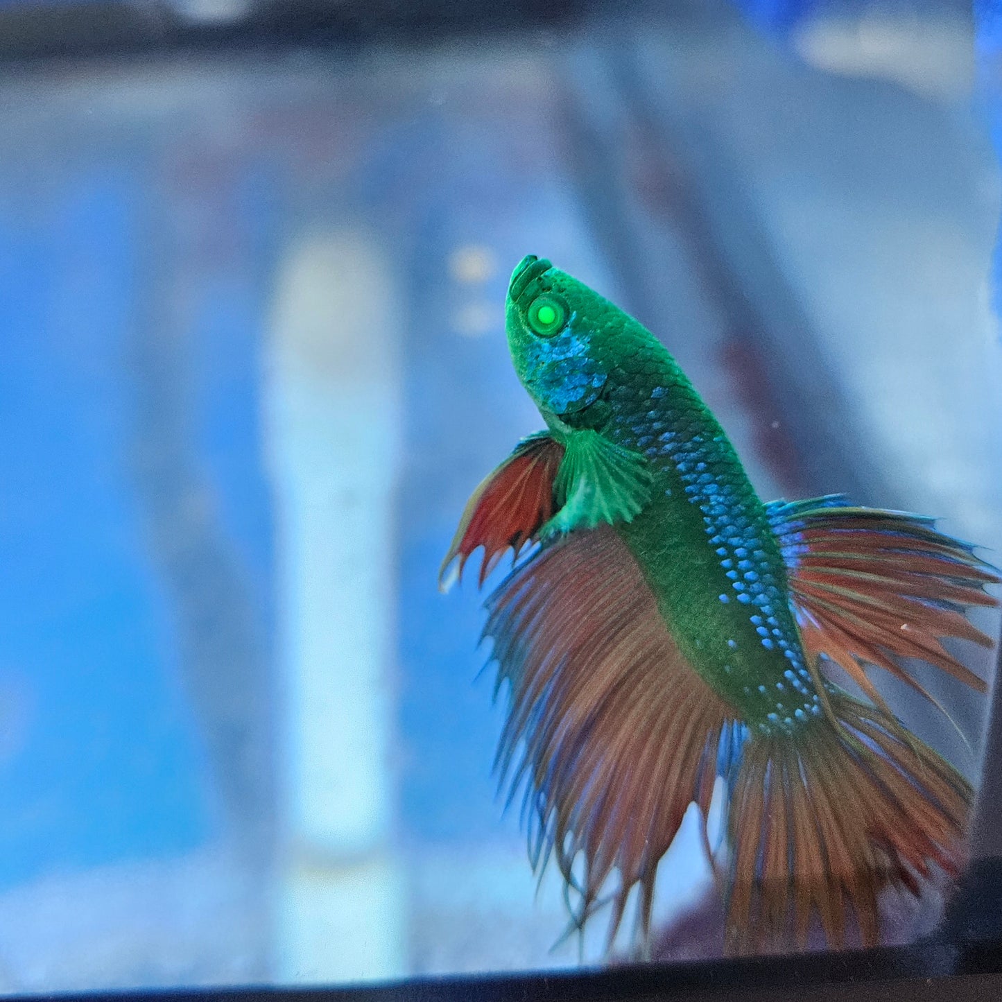 Betta Crowntail Glo 'Arthur'