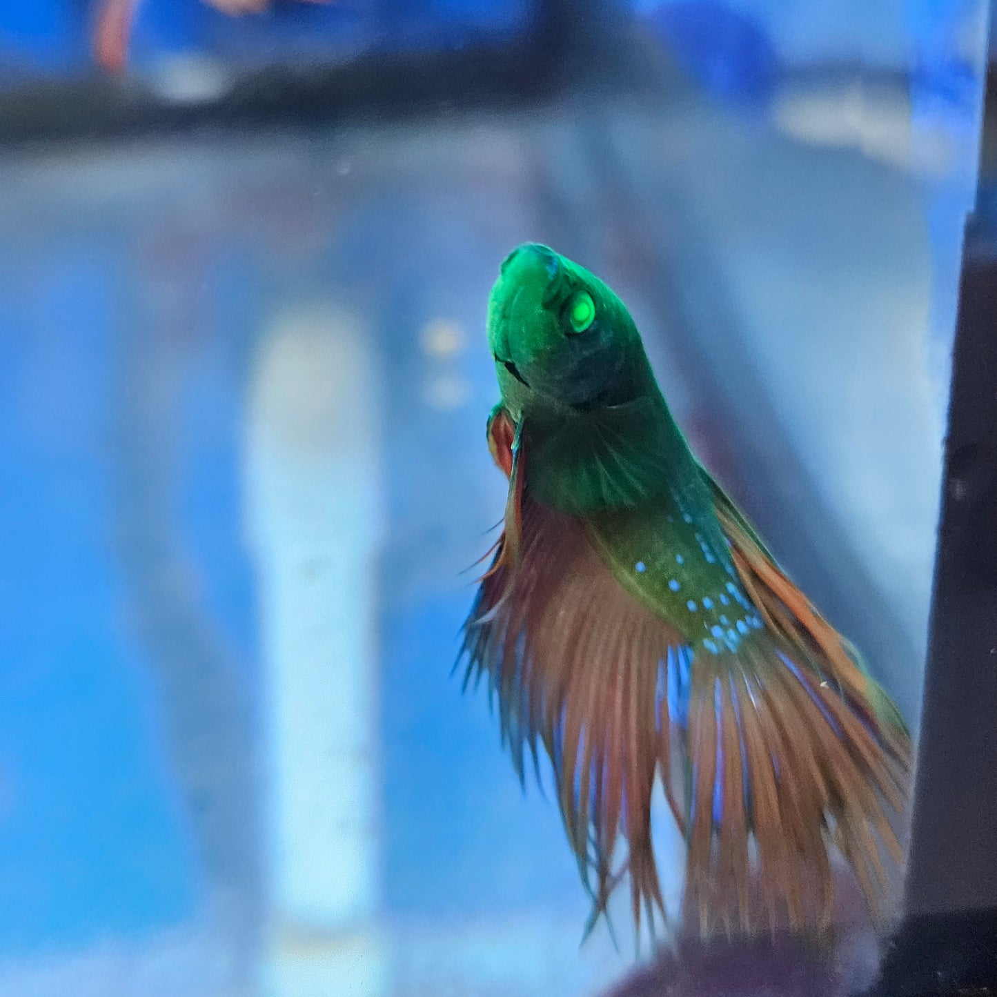 Betta Crowntail Glo 'Arthur'