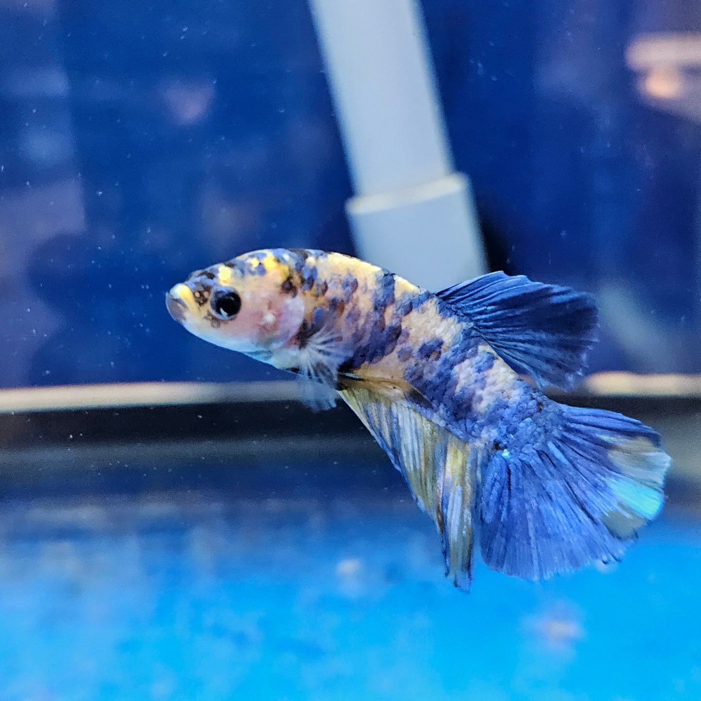 Betta Plakat Koi Giant 'Confucius'