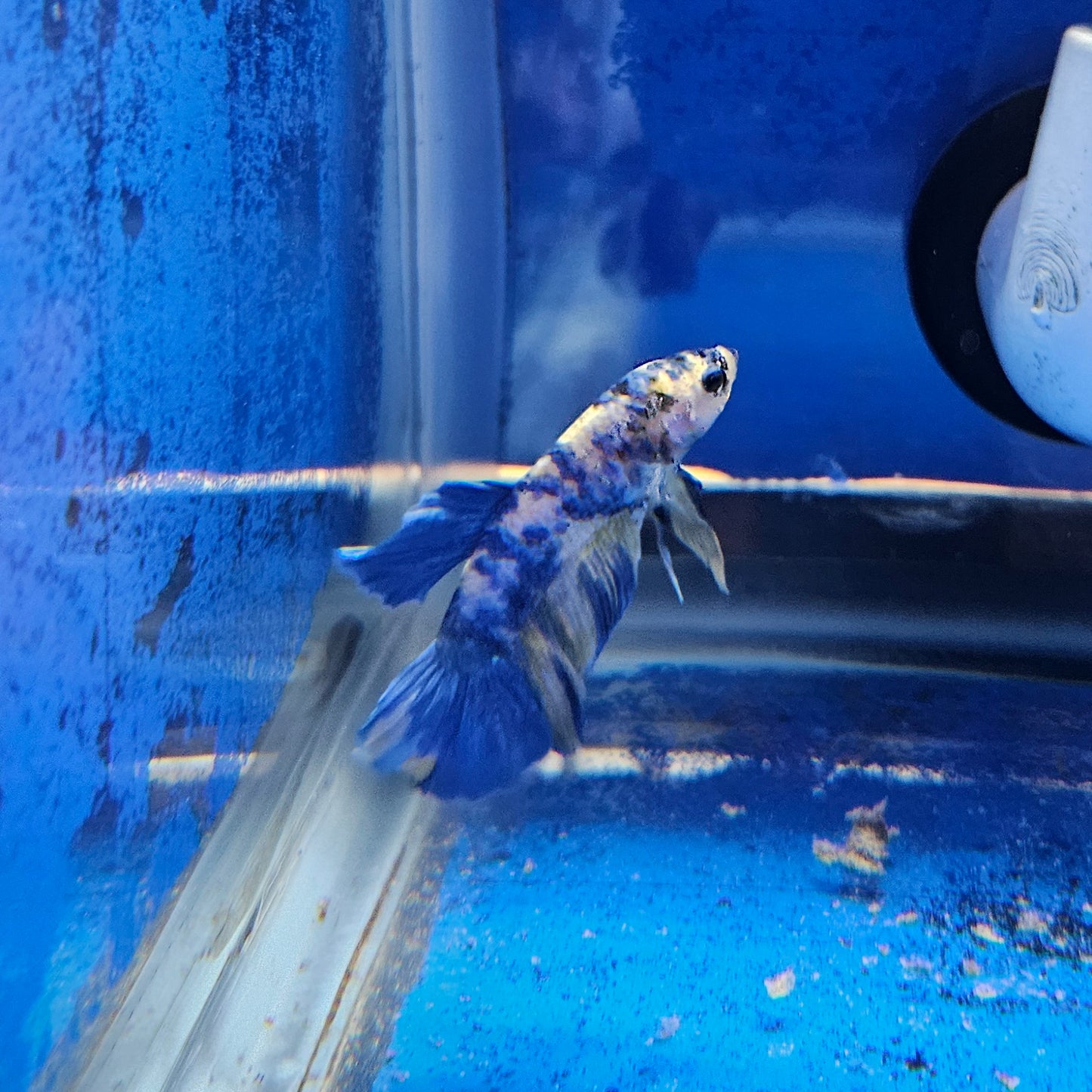 Betta Plakat Koi Giant 'Confucius'