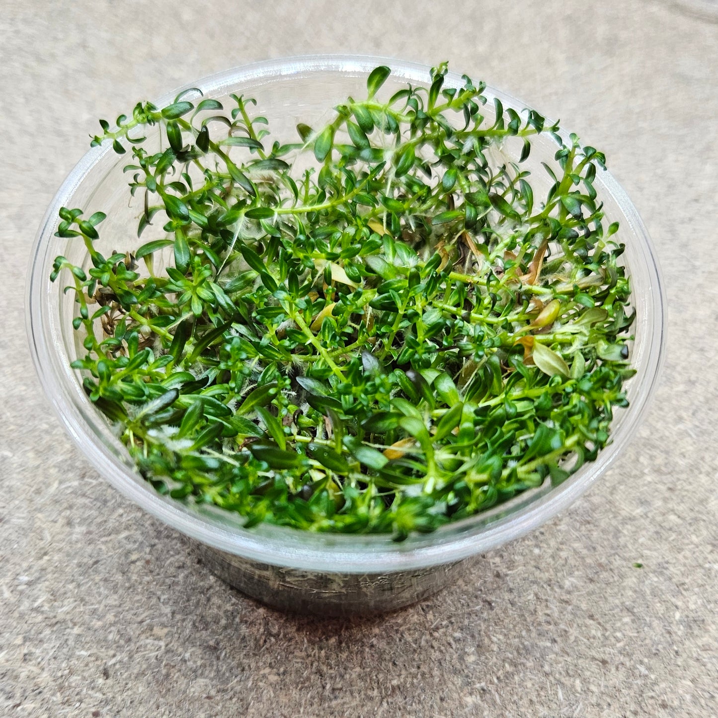 Ludwigia Arcuata TC